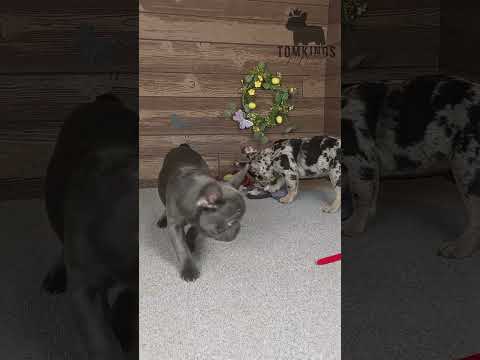 Video 3
