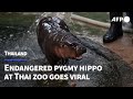 Endangered pygmy hippo at Thai zoo goes viral | AFP