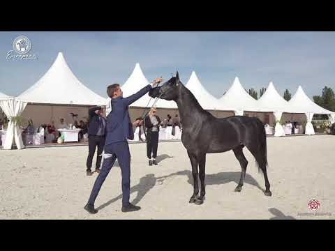 N.54 MAHASIN DE CARTHEREY - European Championship 2020 - Prague - Colts 2 Years Old (Class 5B)