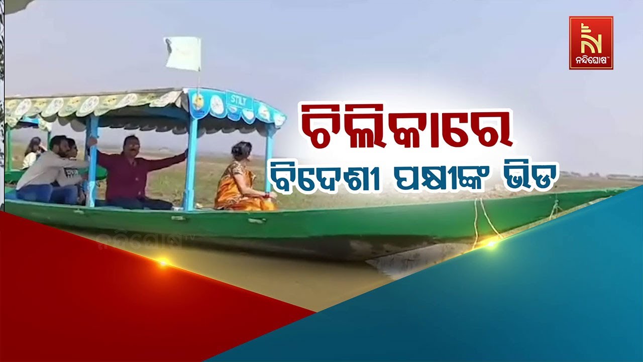 🔴Live | ଚିଲିକାରେ ବିଦେଶୀ ପକ୍ଷୀଙ୍କ ଭିଡ଼