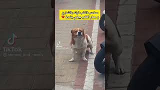 صاحب الكلب ترك الكلب في شارع فصار يبكي بشدة