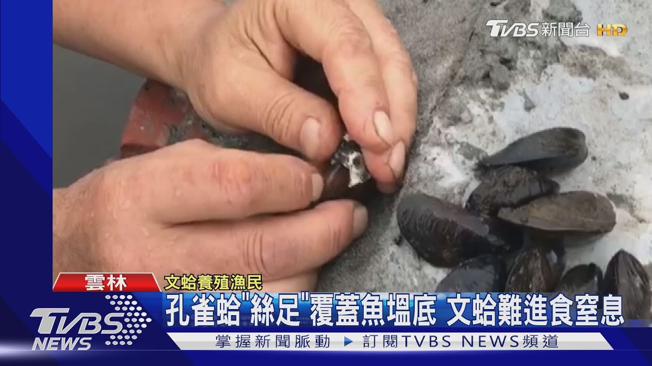 孔雀蛤入侵加大雨沖淡養殖池 文蛤產量腰斬