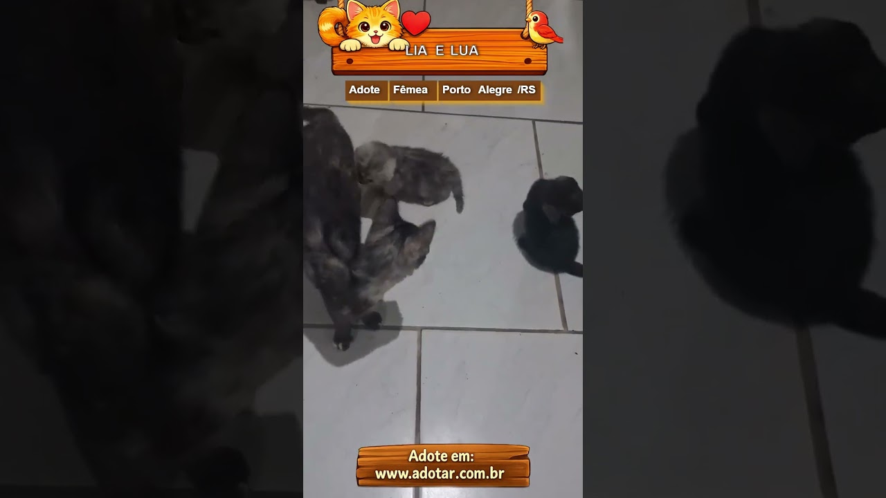 Gato raça SRD-ViraLata idade 2 a 6 meses nome LIA E LUA
