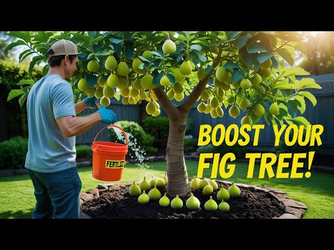 How to Fertilize Fig Trees for Explosive Growth & Insane Production (Main Crop Focus!)