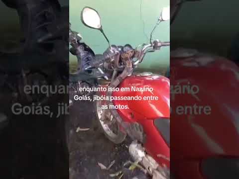 🐍 Jiboia entre as motos: um encontro inesperado em Nazário (GO)Você já encontrou uma jiboia na cidad