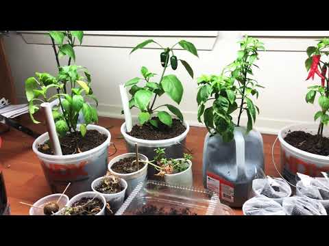 Growing Peppers In Your Apartment