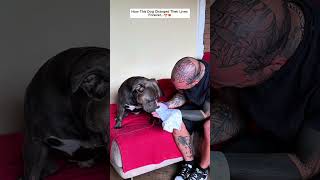 True Love... #pitbull #dog #animals #bestfriend #cute #animalshorts