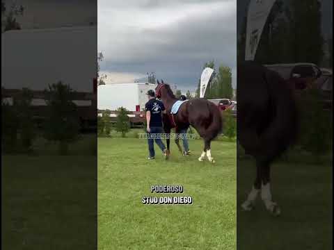 Se viene🔥 (PODEROSO🆚GOLDEN DESIRIO) Domingo 3 de mayo 2026,Club Hipico Monteagudo.