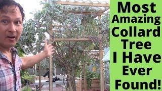 Most Amazing Collard Tree that I have ever Found!  Grows Food All Year