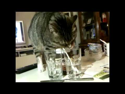 Kater trinkt mit der Pfote