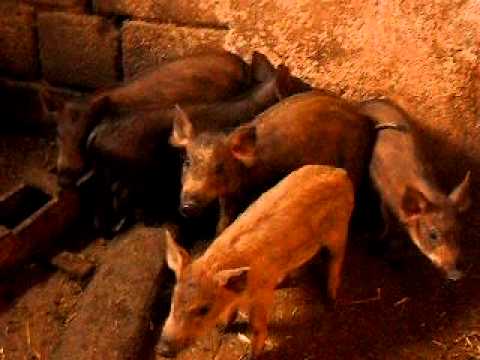 Lovci Prcilovica - Brak jazavicar i terijer 1 ( DJOLE)