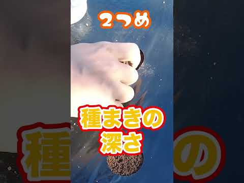 屋内で種子から段階的に播種するにはどうすればよいですか？  庭園
