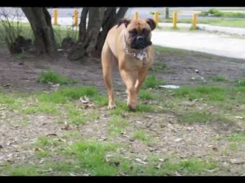 Raïssa La Bullmastiff, Ojos Que Hablan