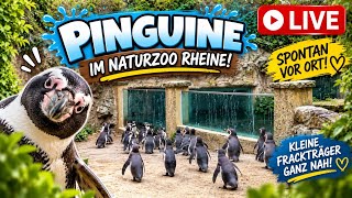 Live aus dem Naturzoo Rheine