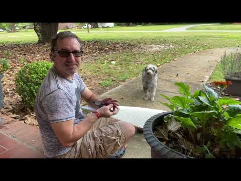 DIY Basking Area for Aquatic Turtles