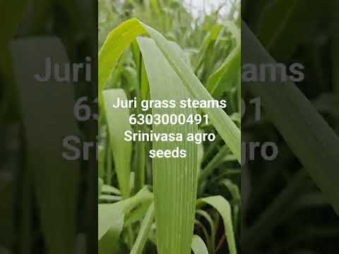 Juri Grass Seeds