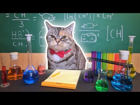 Recreating Cat Memes - Money Cat, Bread Cat & Chemistry Cat