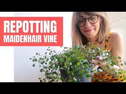 YouTube video about: Where to buy angel vine plant?