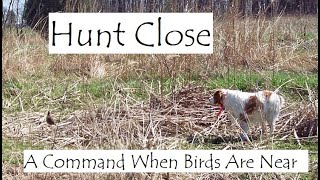 Easy, No-Stress Method To Teach Bird Dogs To Hunt Close