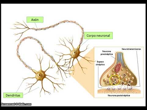 Vídeo: A transmisión do impulso nervioso