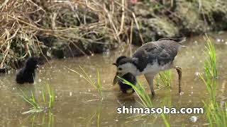 ジャワアカガシラサギ、リュウキュウヨシゴイ、シロハラクイナの子育てほか(動画あり)