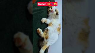 Sweet Moment ..😹😻 #shortsfeed #cat #catvideos #catlovers #catshortvideos #newmusic