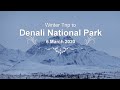 Winter Trip to Denali National Park in March 2020