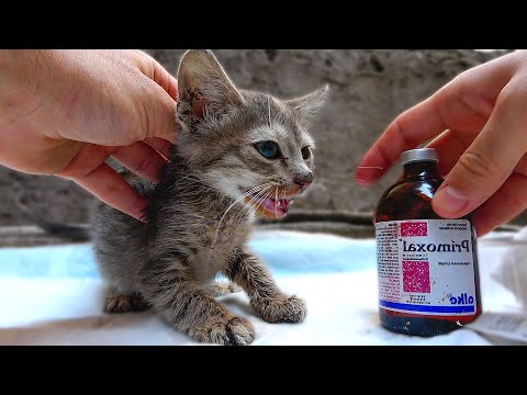 Poor Sick Kitten Have Transformation Amazingly After 80 Days And Is Adopted By Someone-hungry kitten