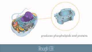 Parts of the Eukaryotic Cell