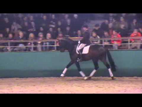 DIATANO -Hengstschau Münster-Handorf am 10.02.2012 -Hengststation Beckmann-