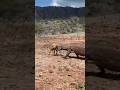 Suddenly The Komodo Dragon Came At Full Speed