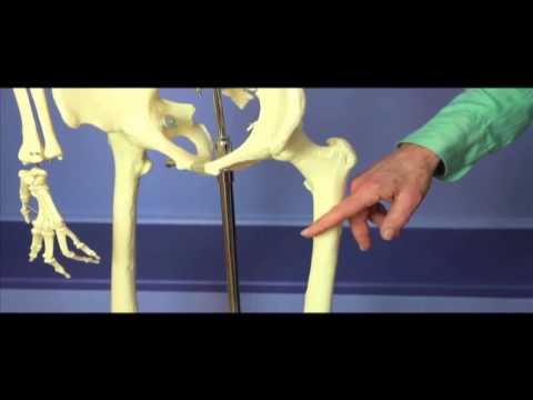 Where Hip Fractures Occur & 3 Tips For Stronger Hips!