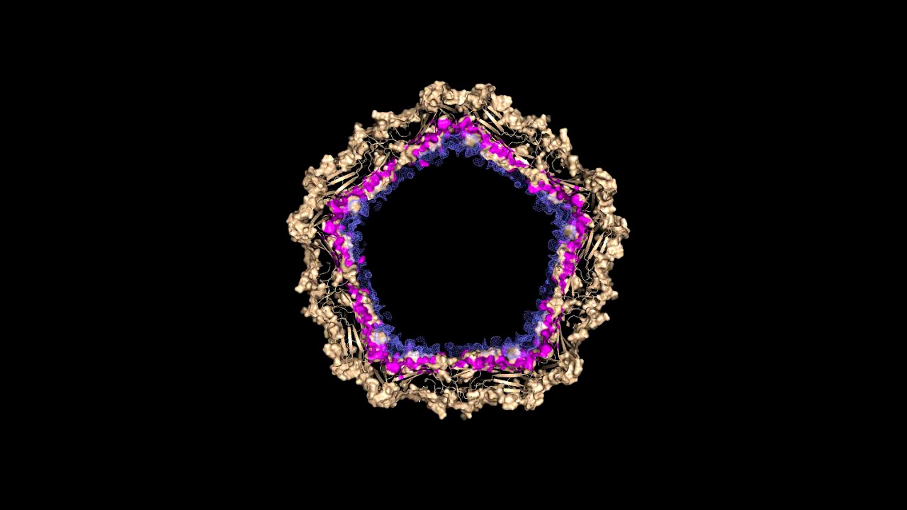 Exploring the virosphere with cryo-electron microscopy - Associate Professor Fasseli Coulibaly - YouTube