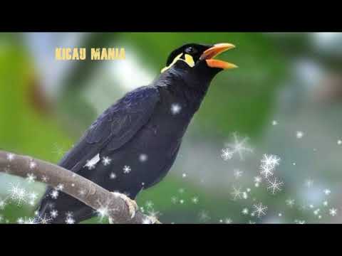 download lagu mp3 mp4 Suara Masteran Gacor Beo, download lagu Suara Masteran Gacor Beo gratis, unduh video klip Suara Masteran Gacor Beo