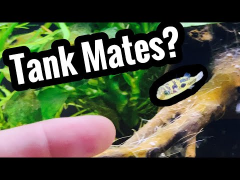 Pea Puffer Tank Mates for a Community