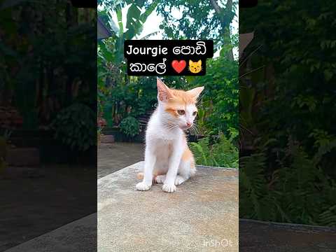 Jourgie පොඩි කාලේ 🥹 Kitten era #babycat #mypet