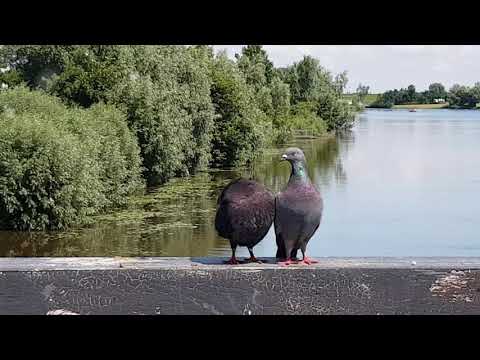 Tauben Song oder "Ratten der Lüfte" Komponiert bei Timbrol