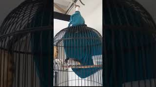 Download lagu kutilang gacor isian Lovebird kenari prenjak ciblek kapas tembak cililin #kutilang #birds mp3 Download lagu kutilang gacor isian Lovebird kenari prenjak ciblek kapas tembak cililin #kutilang #birds mp3