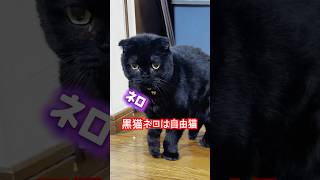 it's a cat.猫です！自由気ままな猫。#animals #cat #保護猫 #子ネコ #kitten #くろ #すこてぃっしゅ #ねこのいる生活 #猫のいる暮らし #shortvideo