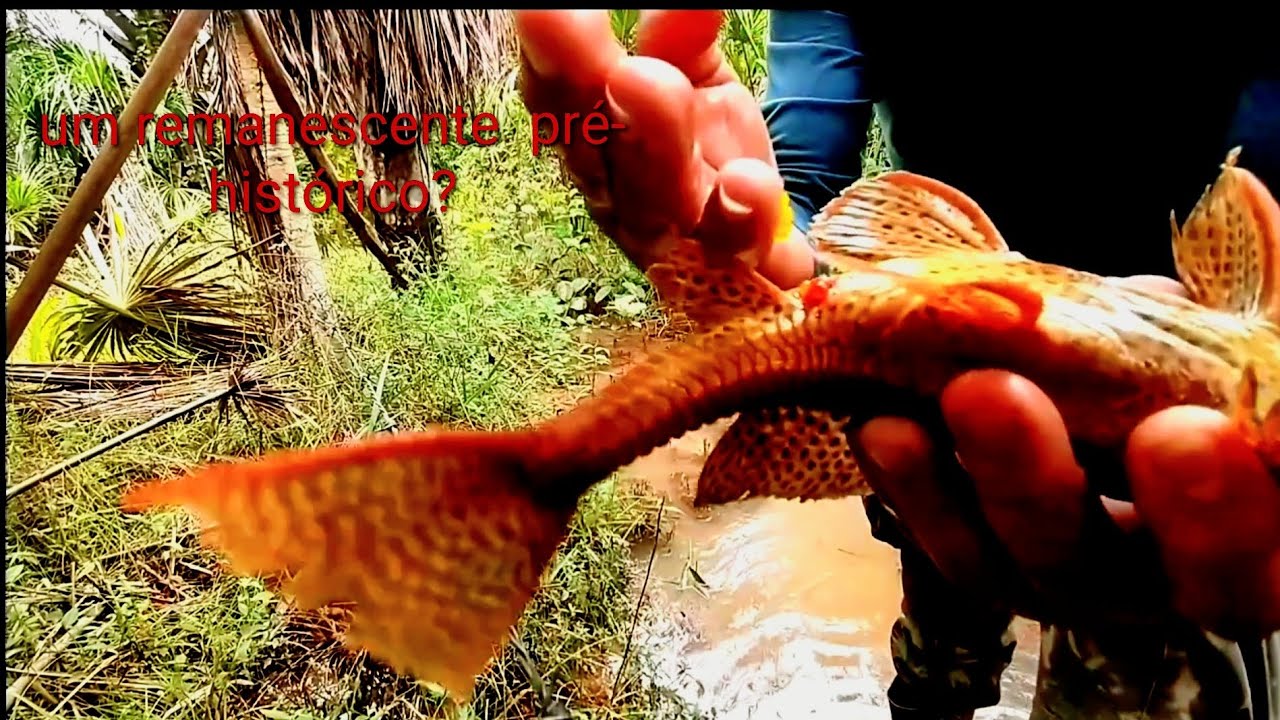 Pesca e camping no igapó e no bodozal - # pescar camping 