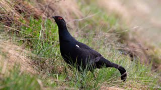 Download lagu Birds of Russia 5  Caucasian Snowcock and Caucasian Grouse mp3