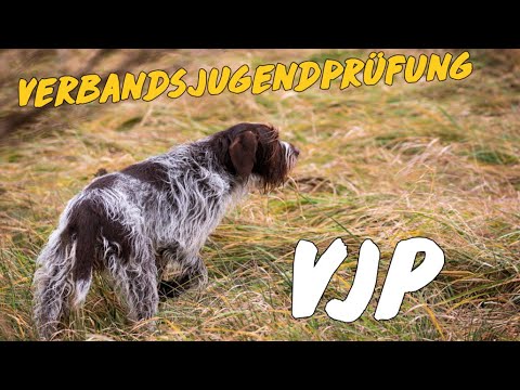 Alles, was du über die Verbandsjugendprüfung wissen musst