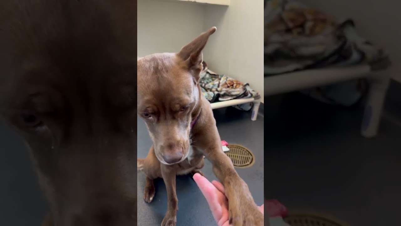 Enlarge Whiskey, an adoptable mixed breed in Ithaca, NY video 6/6