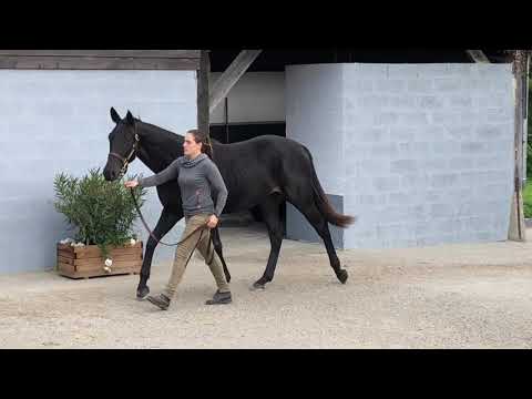 2020 October Yearling Sale - Lot 69 c. LE HAVRE x GREGORACI