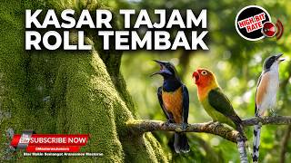 Download lagu 🔴 Live Tembakan Irama Lagu Cucak Cungkok Gacor vs Lobet Cililin Greja vs Cendet Tengkek Buto mp3
