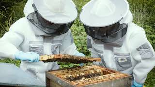 Beekeeping