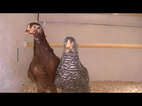 Dashwoods take Possession of Barton Cottage