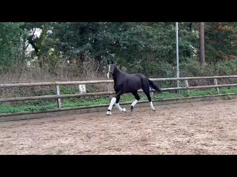 2020 Stallion Blue Hors Zackerey x Danciano