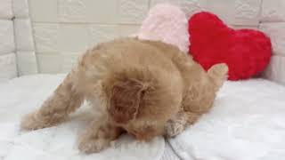 トイプードルの動画01