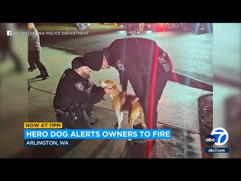 Hero Dog Wakes Neighborhood With Barking Over Fire